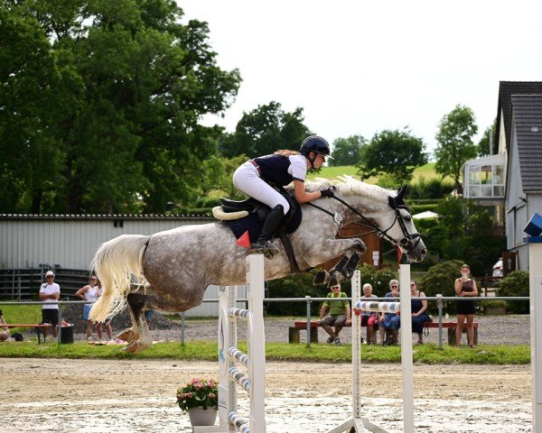 Springpferd Simply the Best 43 (Belgisches Warmblut, 2018, von Shadowfax 111)