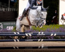 jumper Jersey Devil (KWPN (Royal Dutch Sporthorse), 2014, from Zirocco Blue)