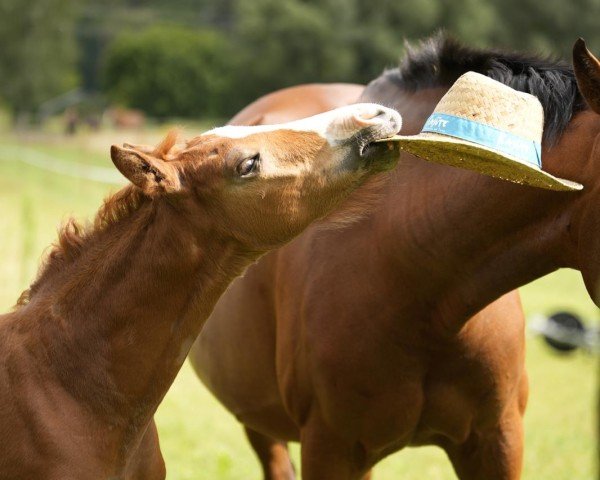 jumper Littlefoot C.G (German Sport Horse, 2024, from Little Milton 12)
