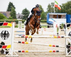 jumper Forestiero T (Oldenburg show jumper, 2012, from For Fashion)