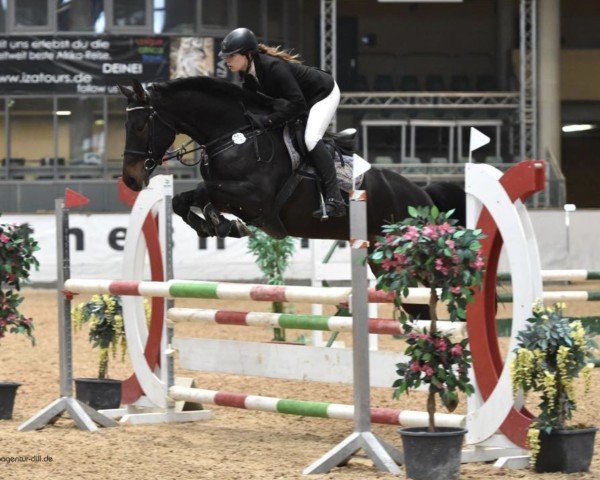 Springpferd Jazz Polina K Z (Zangersheide Reitpferd, 2012, von Jazz de Coquerie)