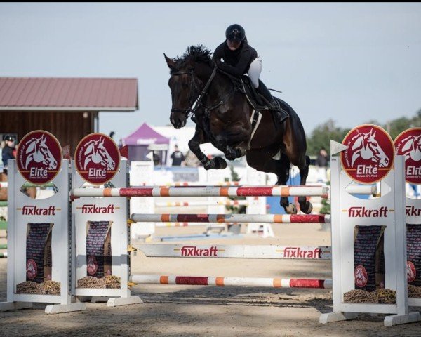 jumper Sanco (German Sport Horse, 2017, from Diamant de Quidam - H OLD)