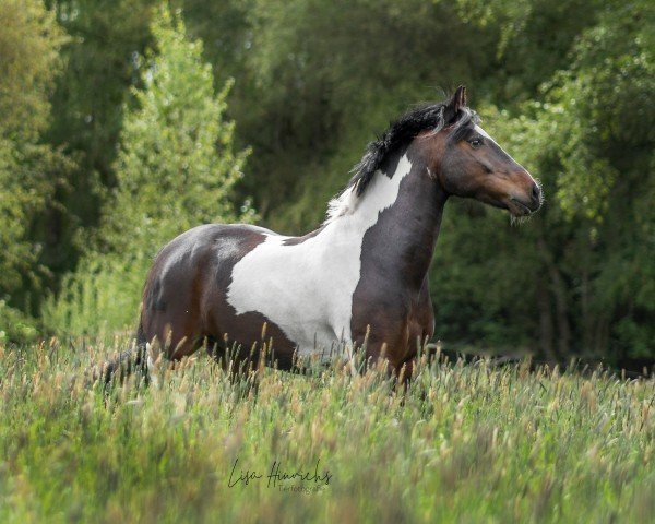 dressage horse Blues Balou (Pinto / Small Riding Horse, 2007, from Blues Heaven)