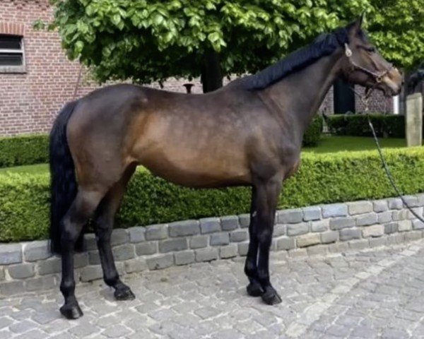 horse QUIBELLA HAS (Holsteiner, 2018, from Quidam de Revel)