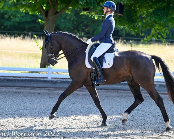 dressage horse Bretton´s Brentino (Hanoverian, 2014, from Bretton Woods)