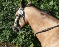 jumper Nakota (German Riding Pony, 2003, from Naron)