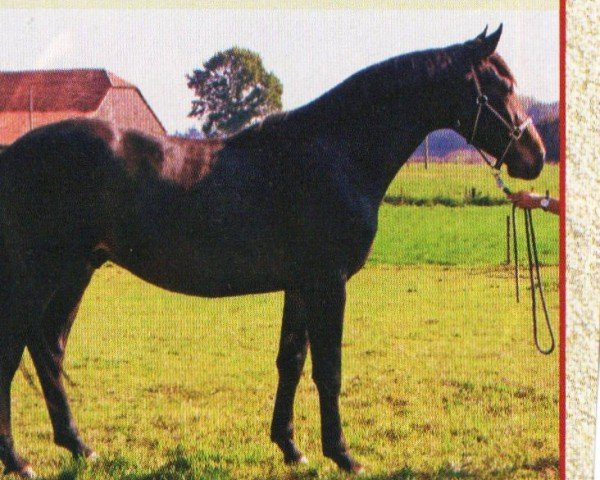 jumper Paul (Oldenburg, 2004, from Prinz Pablo)