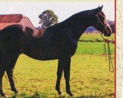 jumper Paul (Oldenburg, 2004, from Prinz Pablo)