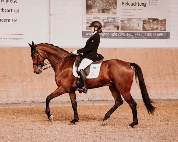dressage horse Buckingham's Rock My Heart (Hanoverian, 2017, from Buckingham)