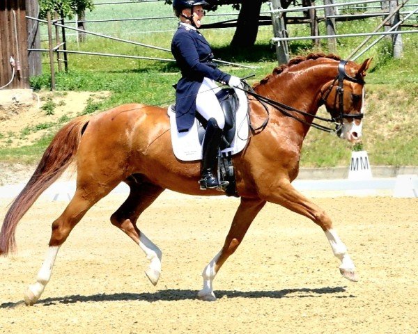 dressage horse Sir Hugo ANW (Westphalian, 2018, from Sir Heinrich OLD)