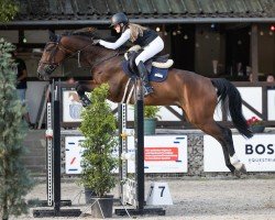 jumper Karibo 6 (Holsteiner, 2018, from Kannan)