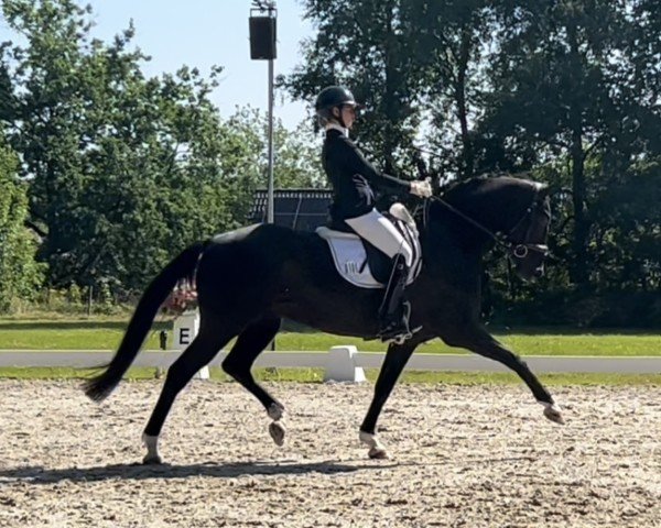 dressage horse Djamilo B (Westphalian, 2019, from DeLorean)