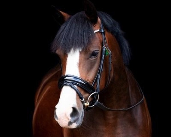 dressage horse Nuno's Bring Mir Glück (German Riding Pony, 2014, from Nuno 6)