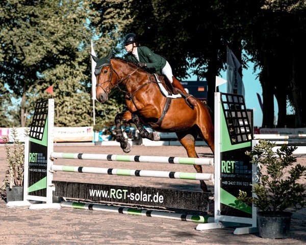 horse Orylle Elle L`A (KWPN (Royal Dutch Sporthorse), 2019, from Ideal de La Loge)