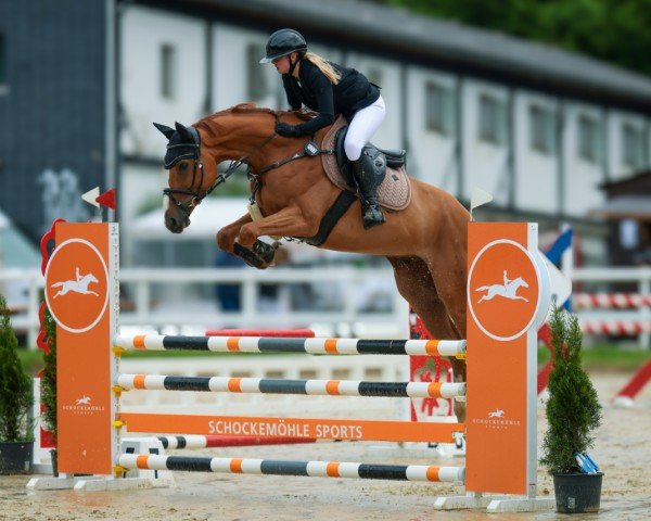 jumper Levino 40 (Hanoverian, 2018, from Lord Pezi Junior)