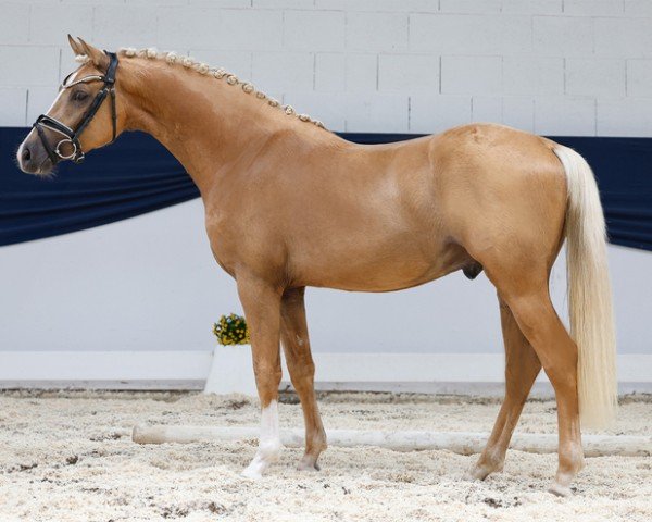 dressage horse KSP Nantano (German Riding Pony, 2023, from Neverland WE)