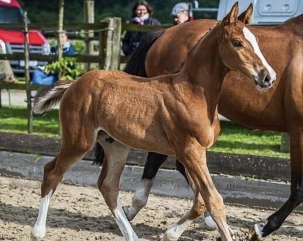 jumper Maverick (Holsteiner, 2024, from Million Dollar)