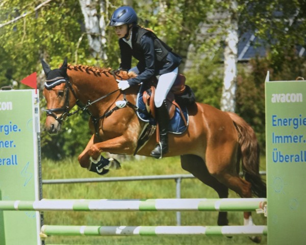 jumper Macchiatos Mucki (German Riding Pony, 2018, from Macchiato)