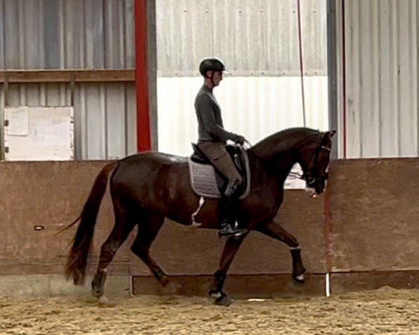 dressage horse Viva d'Oro (Hanoverian, 2021, from Viva Gold OLD)