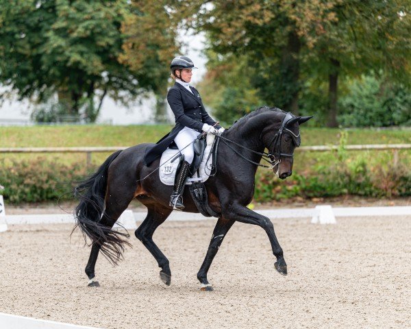 dressage horse Fleurette 20 (German Sport Horse, 2015, from For Romance I)