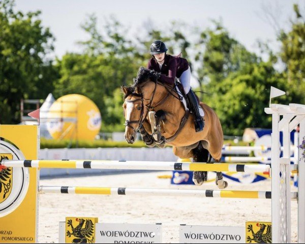 jumper Nick Nack Z (Zangersheide riding horse, 2017, from Niack de L'Abbaye)