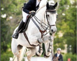 jumper Quick Fire (Holsteiner, 2013, from Quidam de Revel)