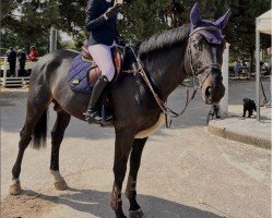 jumper Kanny One (Oldenburg show jumper, 2017, from Kannan)