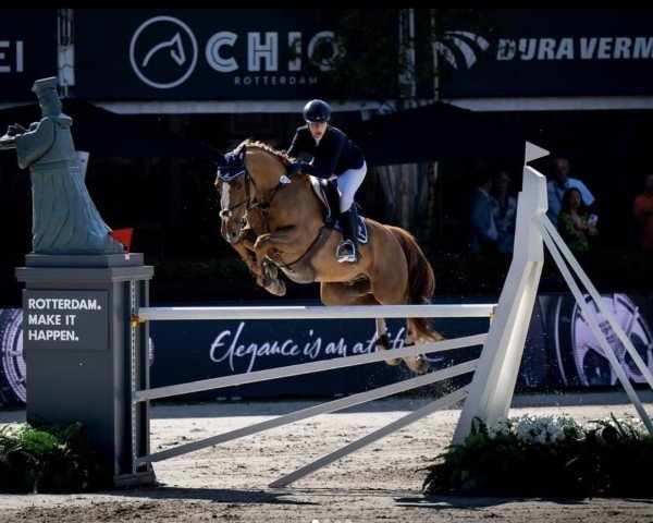 jumper Premier vd Donkhoeve (Belgian Warmblood, 2015, from Jamal Vd Heffinck)