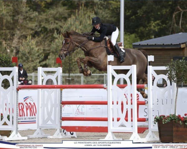 broodmare Fee de Gruse (Selle Français, 2015, from Up To You)