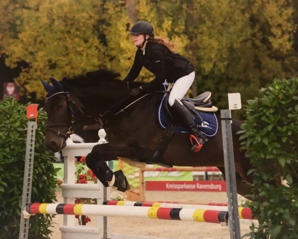 Springpferd Cornel Storm (Württemberger, 2000, von Clintino)
