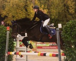jumper Cornel Storm (Württemberger, 2000, from Clintino)