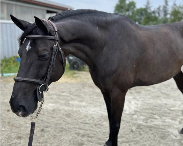 Springpferd Nico 1427 (Deutsches Sportpferd, 2009, von Nekton)