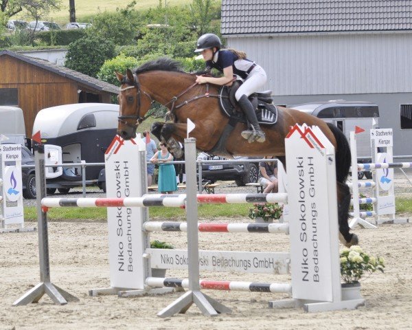 broodmare Cimmy N (Oldenburg show jumper, 2016, from Colman)