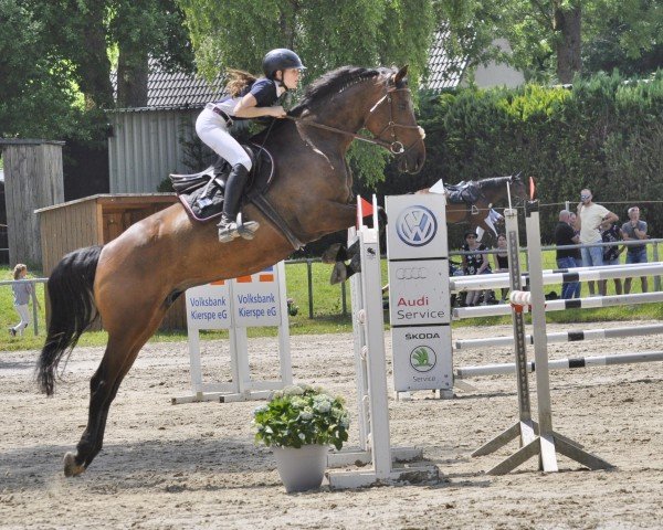 jumper Ilse N (Oldenburg show jumper, 2018, from I'm Special de Muze)
