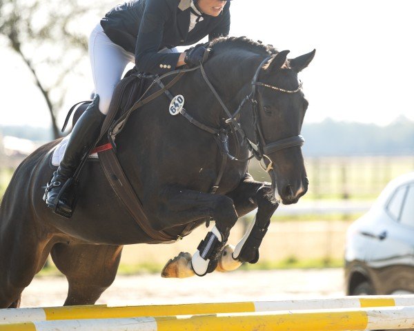 jumper Kilady (KWPN (Royal Dutch Sporthorse), 2015, from Bodinus)