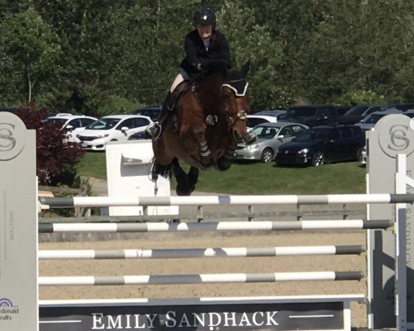 jumper WH Contiago (Canadian Warmblood, 2009, from Con Spirito R)