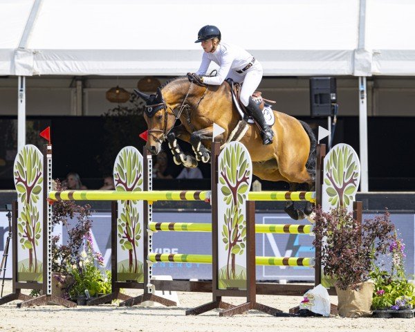 jumper Cacao 11 (Hanoverian, 2018, from Chacco's Son II)