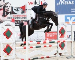 jumper Victoria 134 (Swiss Warmblood, 2020, from Dominator 2000 Z)