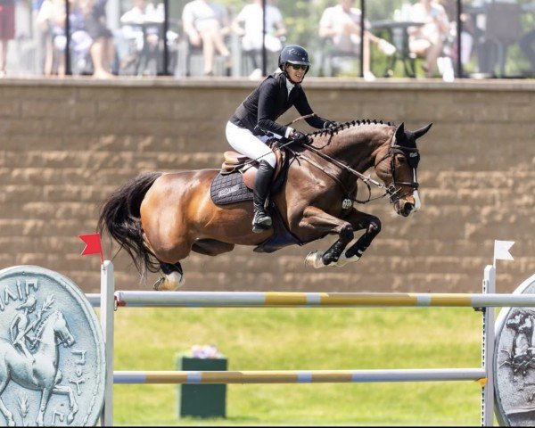 jumper Jagger HX (KWPN (Royal Dutch Sporthorse), 2014, from Ustinov)