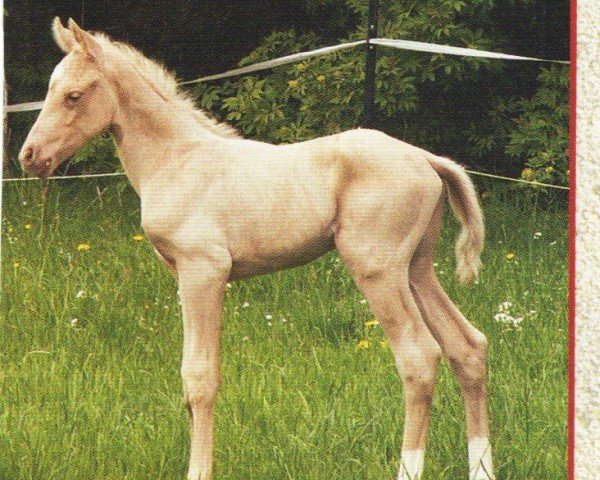 stallion Its My Pink Floyd (Quarter Horse, 2006, from Jacs Little Lena)