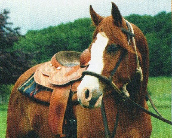horse Animusz (Arabian, 2003, from Metropolis NA ox)