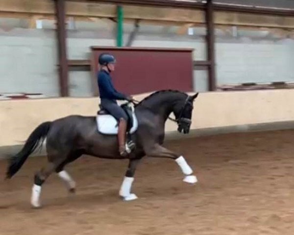 dressage horse Dancing Queen B 4 (Hanoverian, 2015, from Dancier)