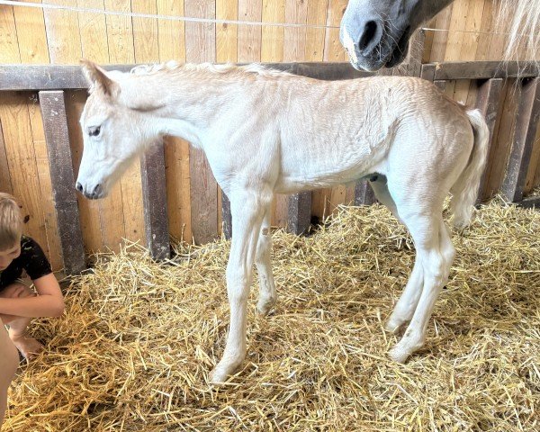 foal by Frühlingssinfonie (Haflinger, 2025, from Ariat)