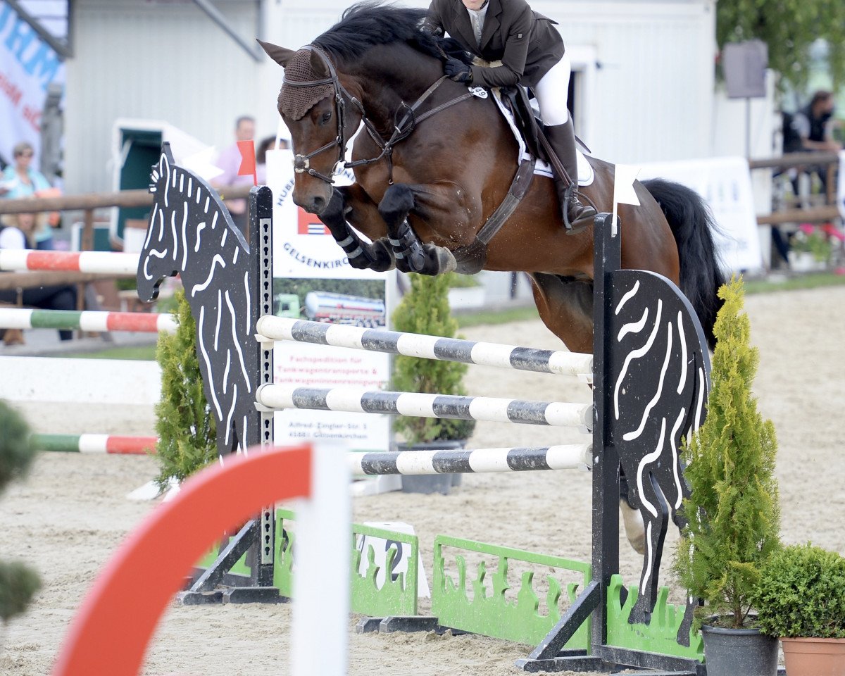 jumper Cassius Cornadoson (Rhinelander, 2010, from Cornado NRW)