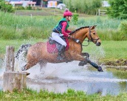 jumper Tony 81 (Pony without race description, 2011)