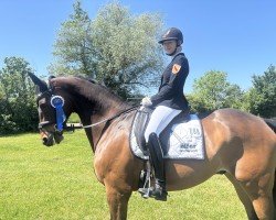 dressage horse Memelwind 3 (Trakehner, 2014, from Guardian 16)