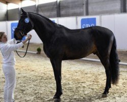 jumper Diamant de Cour Horseidon (Westphalian, 2019, from Diacontinus)