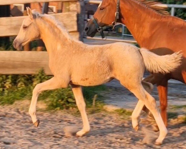 foal by je taime (German Riding Pony, 2025, from César 7)