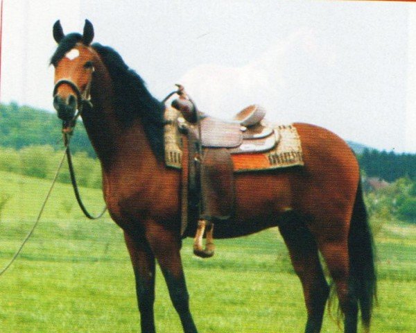 horse Katar (Arabian, 2003, from Khalif El Assuad ox)