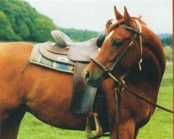 horse Elnis (Arabian, 2002, from Pilot ox)